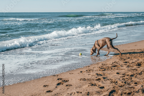 Fototapeta Naklejka Na Ścianę i Meble -  Weimaraner dog running and playing on the beach with a tennis ball enjoying a sunny day