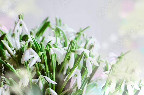 Floral spring background. Snowdrops flowers close-up. Place for your text.