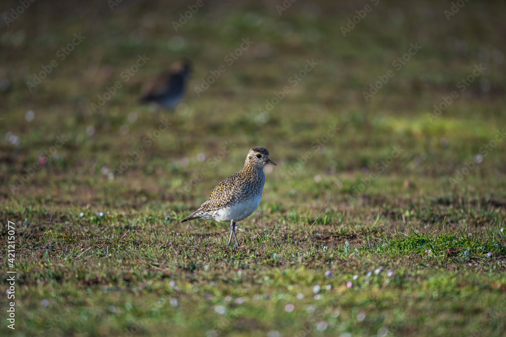 European Gold Plover, (Pluvialis) In the field of nutrition on the migration route. European Gold Plover, (Pluvialis) In the field of nutrition on the migration route.