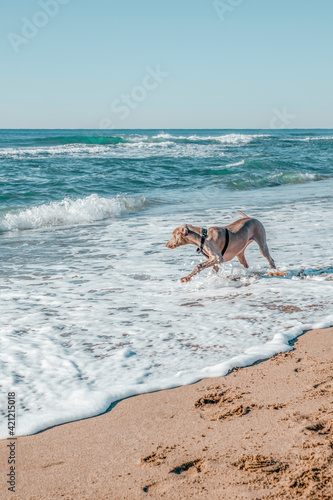 Weimaraner dog running and playing on the beach with a tennis ball enjoying a sunny day