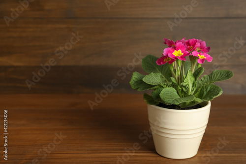 Wallpaper Mural Beautiful violet in flowerpot on wooden table. Space for text Torontodigital.ca