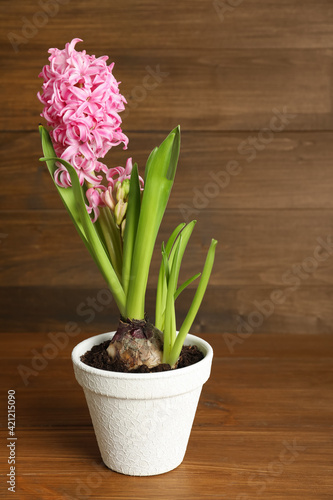 Beautiful hyacinth in flowerpot on wooden table