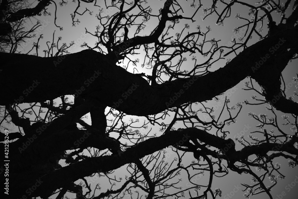 Black and white tree silhouette with branches and trunks and sky in the background Black and white tree silhouette with branches and trunks and sky in the background