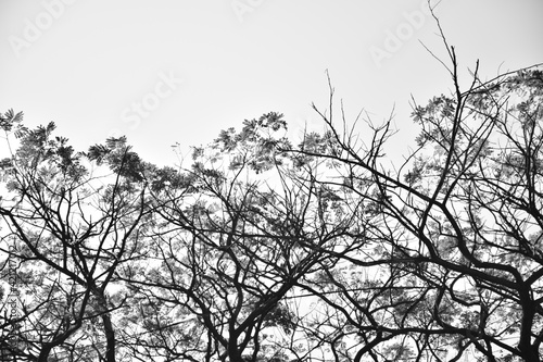 Beautiful tree with leaves and birds nest dying slowly due to climate change