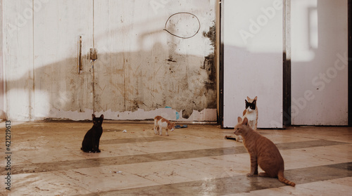 Canvas Print Egyptian wild cats
