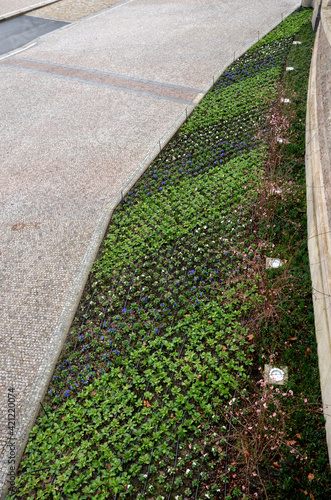 bed of spring flowers biennials and annuals blue red white stripes and beige stone wall historic buildings bossage pavement granite cubes photo