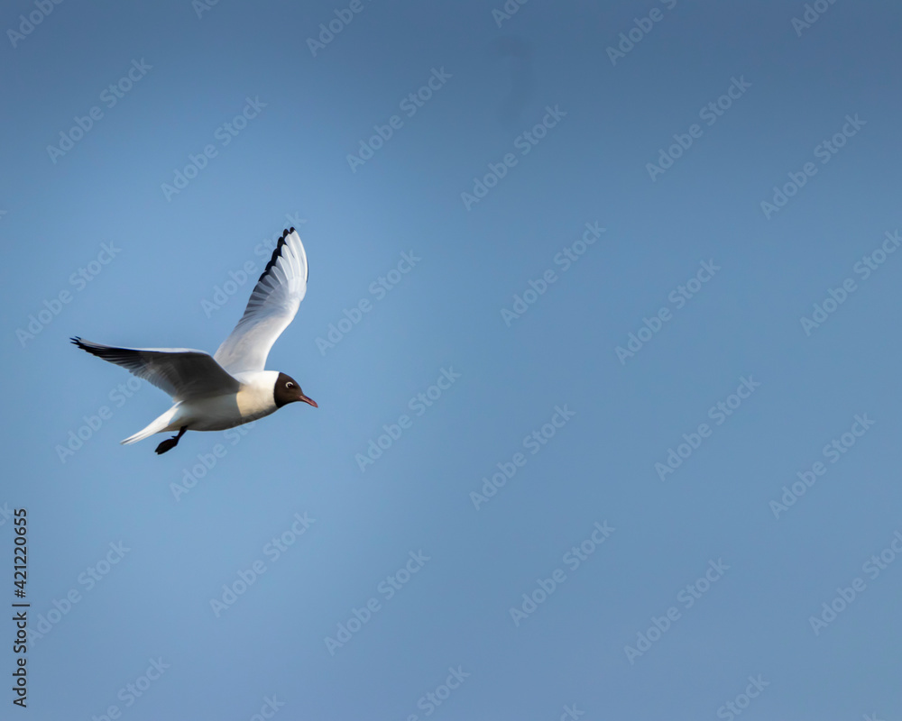 Brown-hooded gull in flight Kadettangen Norway. High quality photo Brown-hooded gull in flight Kadettangen Norway. High quality photo