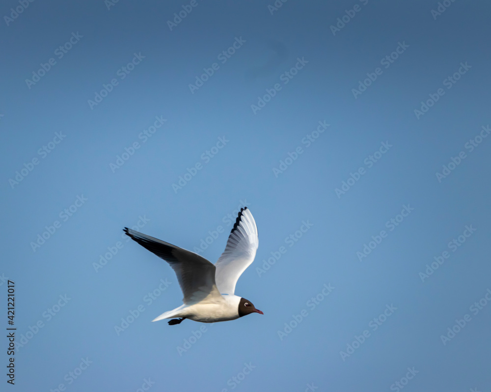 Brown-hooded gull in flight Kadettangen Norway. High quality photo