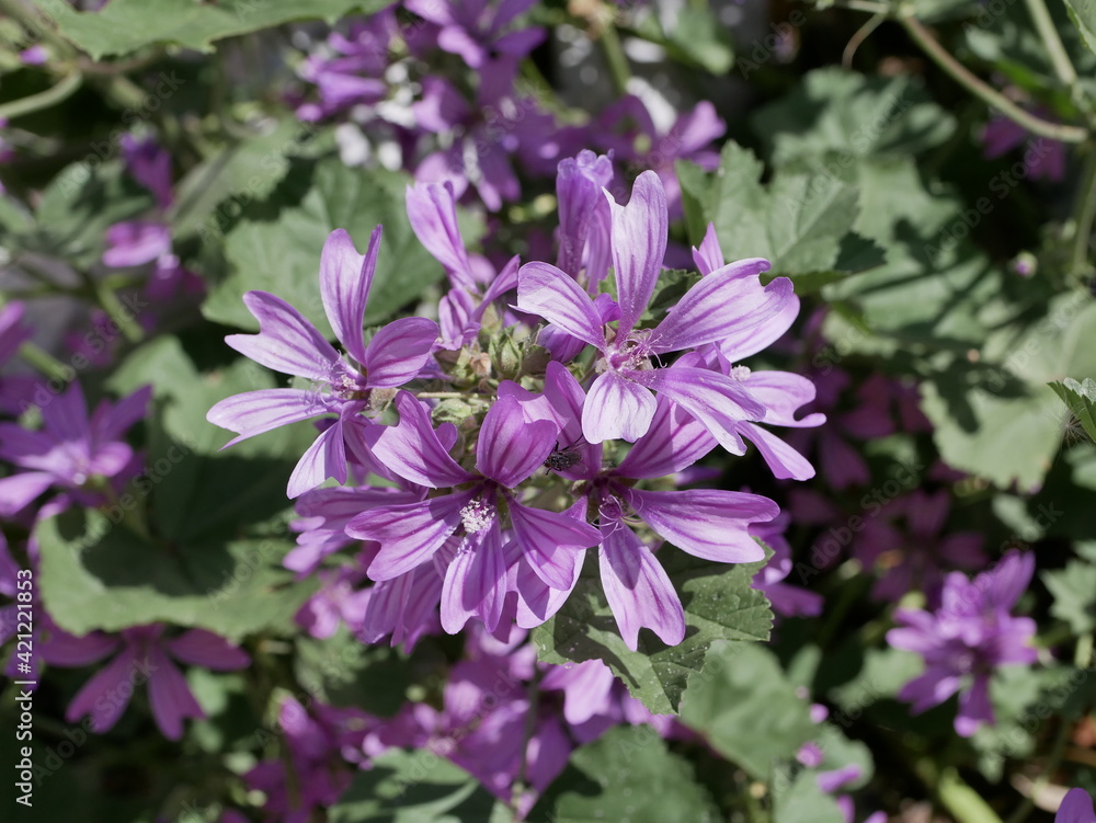 Large purple common mallow flowers bloom naturally on a sunny spring day. A fragrant weed plant decorates a flower bed in a city park Large purple common mallow flowers bloom naturally on a sunny spring day. A fragrant weed plant decorates a flower bed in a city park
