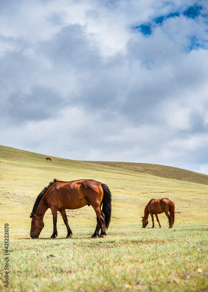 Obraz premium Mongolia, July 2018.