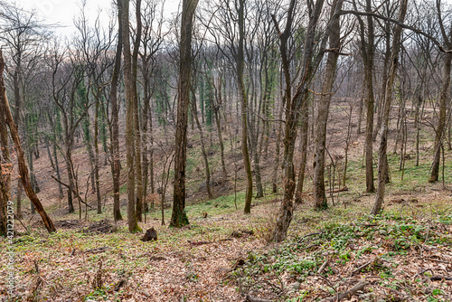 Felled trees. Deforestation concept. Stumps, logs and branches of tree after cutting down forest. Deforestation, dead trees and forest dieback. Deforestation in Fruška Gora in Serbia