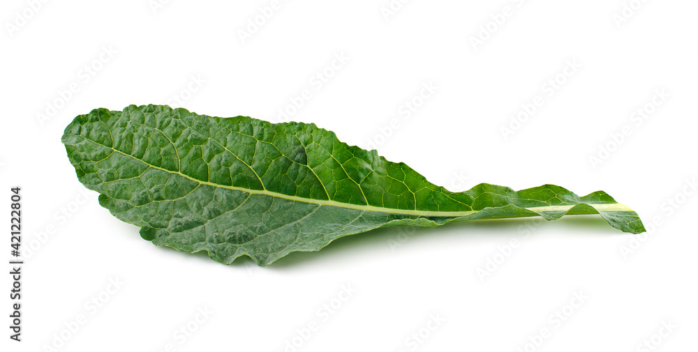 green cos lettuce plant isolated on white background green cos lettuce plant isolated on white background