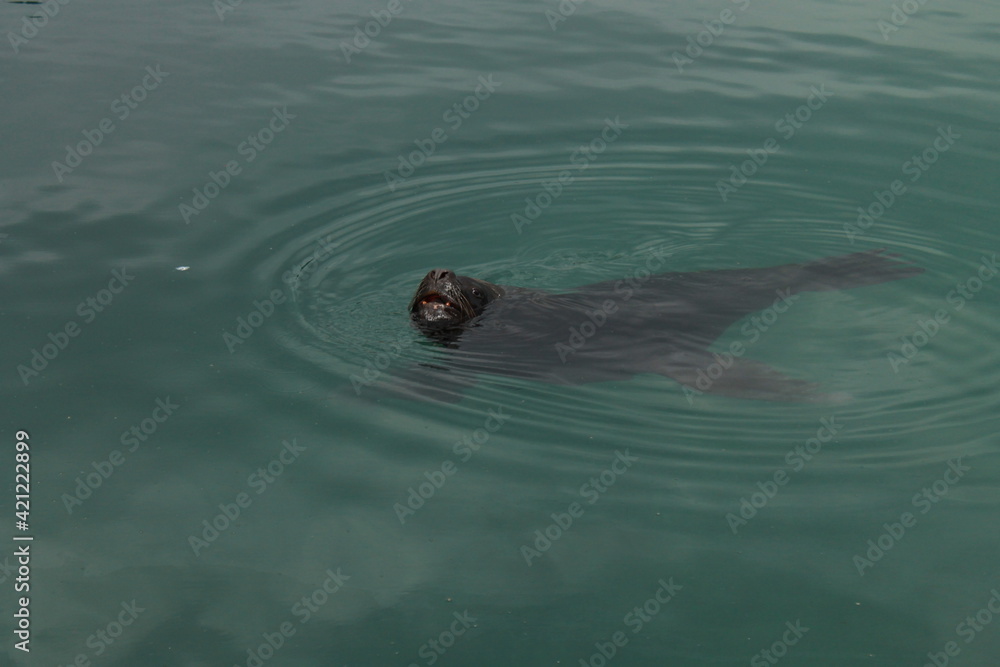 Fototapeta premium Lobo marino riendo 