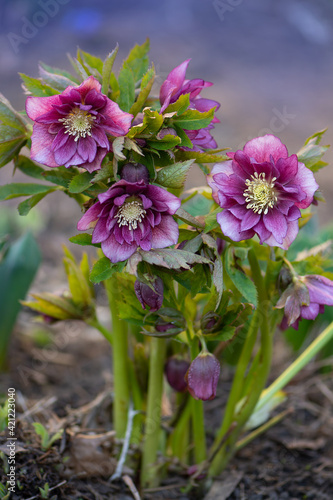 Flowers of hellebores Double Ellen Red. Evergreen perennial hellebore bloom in late winter to early spring.