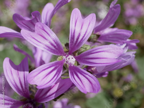 Fototapeta Naklejka Na Ścianę i Meble -  Large purple common mallow flowers bloom naturally on a sunny spring day. A fragrant weed plant decorates a flower bed in a city park