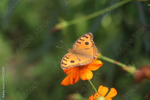 Butterfly on the merrygold flower