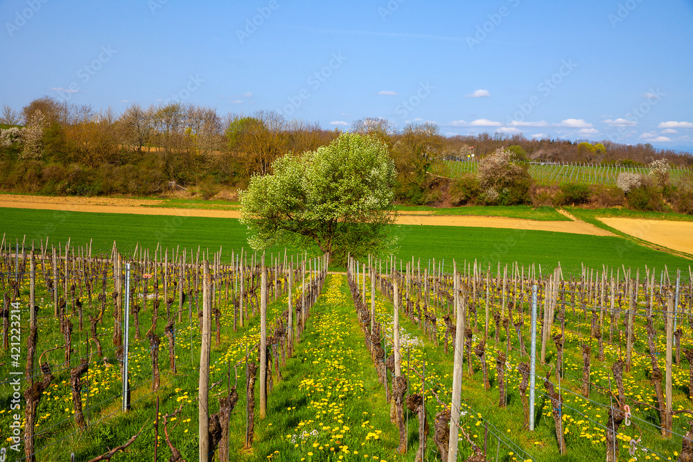 Obraz premium Reben_9584