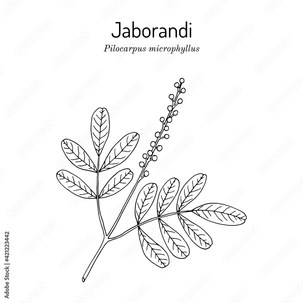 Maranham jaborandi, Pilocarpus microphyllus, medicinal plant Stock