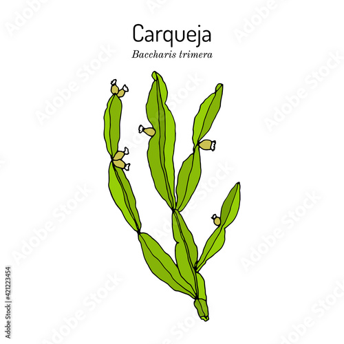 Carqueja, Baccharis trimera, medicinal plant