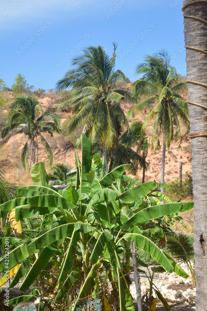 Palm trees against the blue sky. Rainforest landscapes
