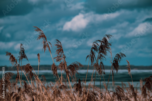 Brown reeds on a background of bluish green sky.