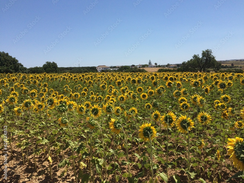 Sonnenblumen