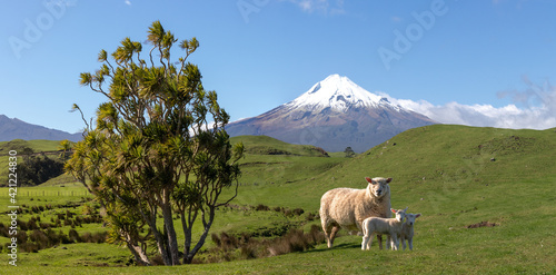 Sheep lambs picturesque landscape Taranaki volcano