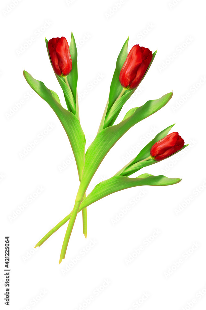 Beautiful red tulip isolated on a white background. Nature concept. Photo of a flower for design