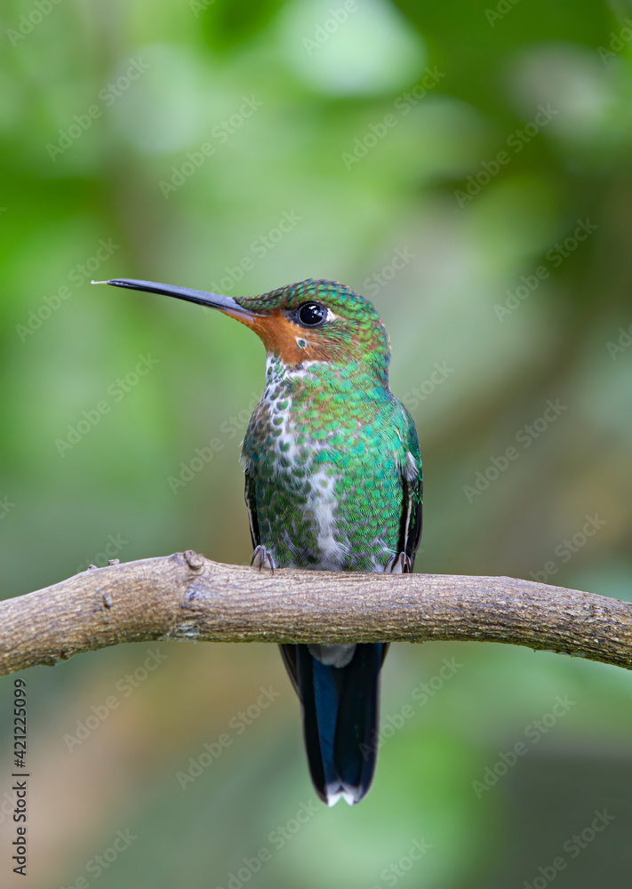 Rufous-tailed hummingbird juvenile perched on a branch and isolated on green background Boca Tapada, Laguna de Lagarto Lodge, Costa Rica
