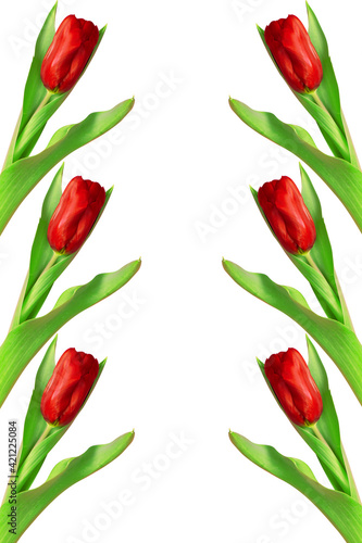 Beautiful red tulip isolated on a white background. Nature concept. Photo of a flower for design. Copy space for text.