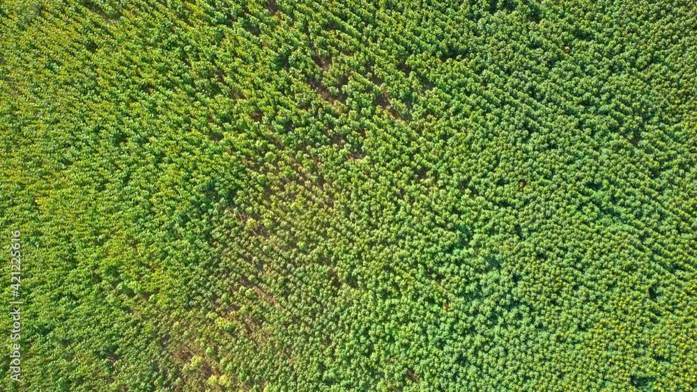 Top view of an agricultural field of sunflower grown for commercial seed production. Camera moves straight down over a field of yellow blooming sunflowers on a warm and sunny summer day.
Top view of an agricultural field of sunflower grown for commercial seed production. Camera moves straight down over a field of yellow blooming sunflowers on a warm and sunny summer day.