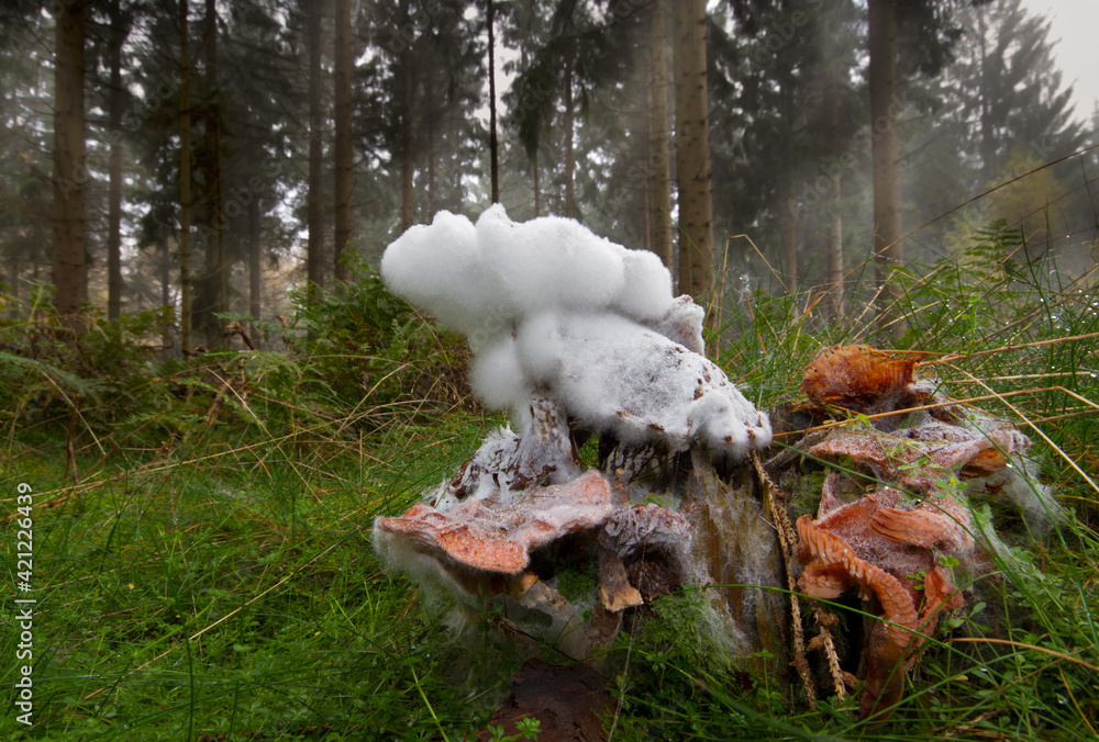 Obraz premium Moldy mushroom, a Freckled dapperling, growing on a rotting tree trunk in a forest 