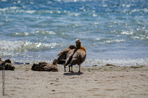 Bariloche, Patagonia