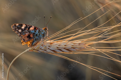 A butterfly sitting on an ear of wheat, summer harvesting concept