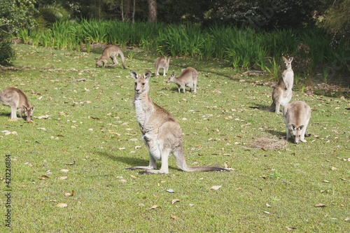 wild kangaroos in the mountain, Morisset