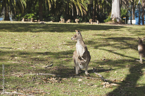 wild kangaroo in the mountain, Morisset
