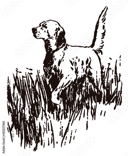 Golden Retriever hunting dog roaming through high grasses, after an antique illustration