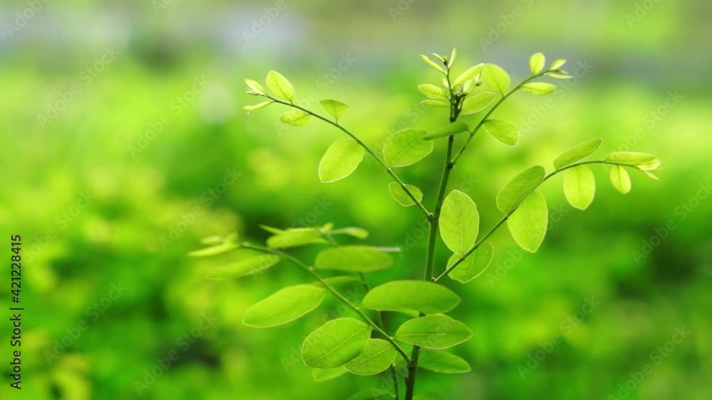plants with green leaves blowing in the wind. plants with green leaves blowing in the wind.