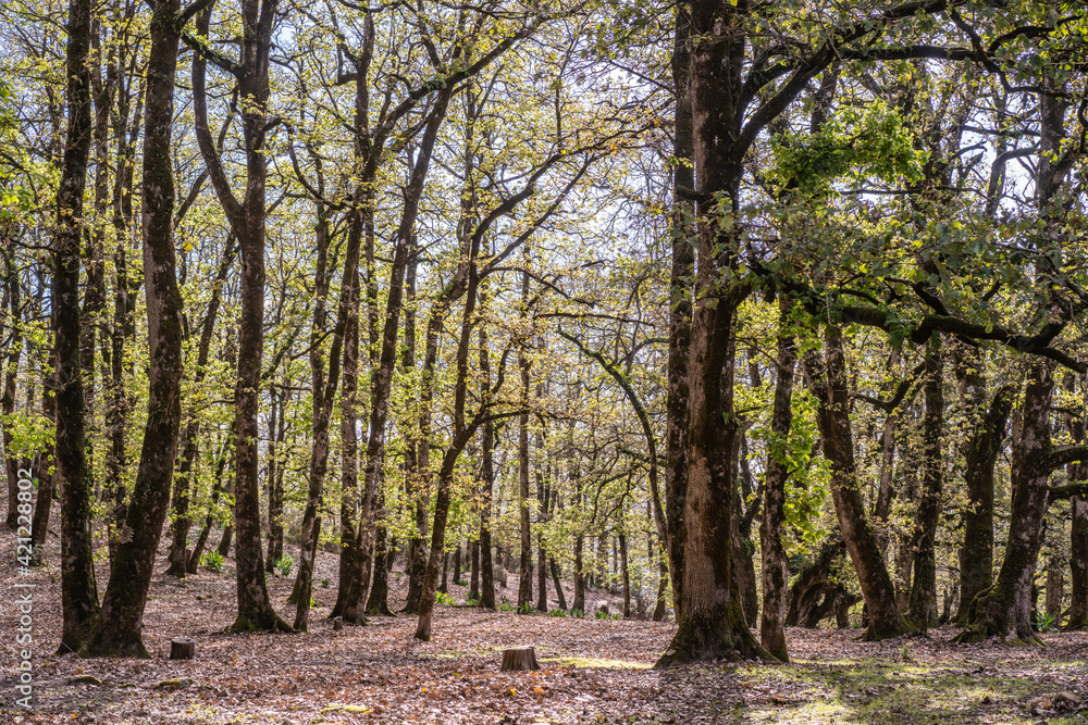 Ain Draham forest - Tunisia