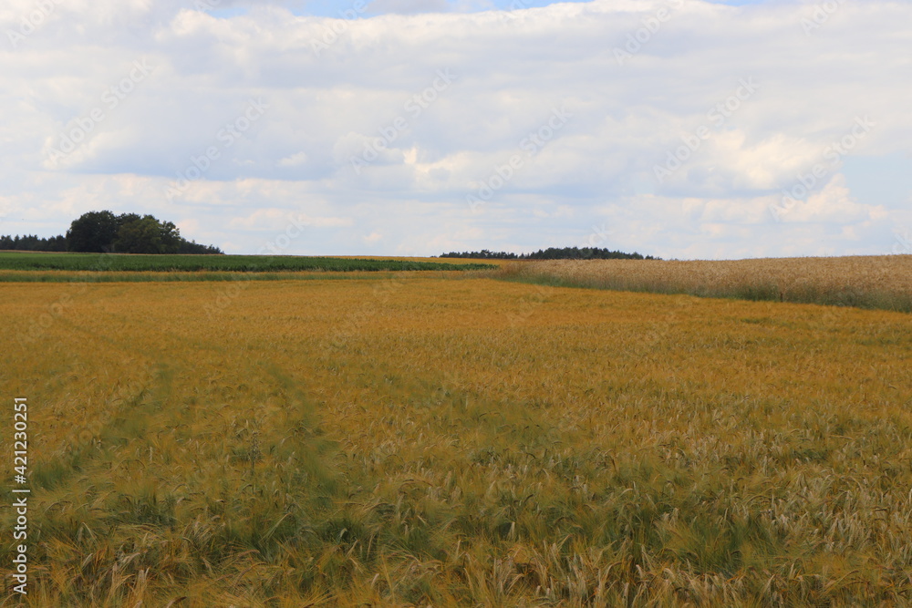 Getreidefeld Kornfeld Gerste Braugerste Acker Feld Anbau Landwirtschaft Bauer Getreide