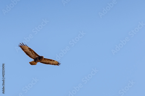 Common Buzzard flying in the sky