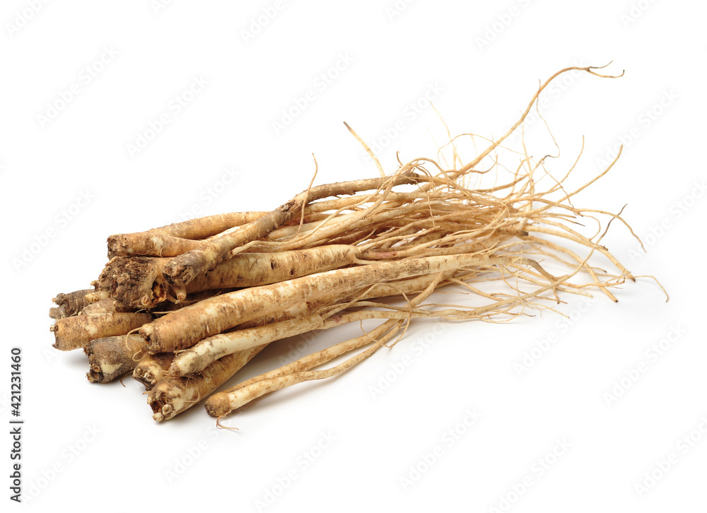 Root of Korean Bellflower (Platycodon grandiflorus) commonly known as Doraji isolated on white background. Is popular vegetable in Korea, also used in traditional Chinese medicine