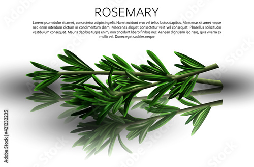 Culinary spices. Rosemary. Abstract vector illustration of rosemary sprigs on a light background with reflection. A blank for creativity.