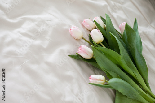 pink tulips on beige fabric background