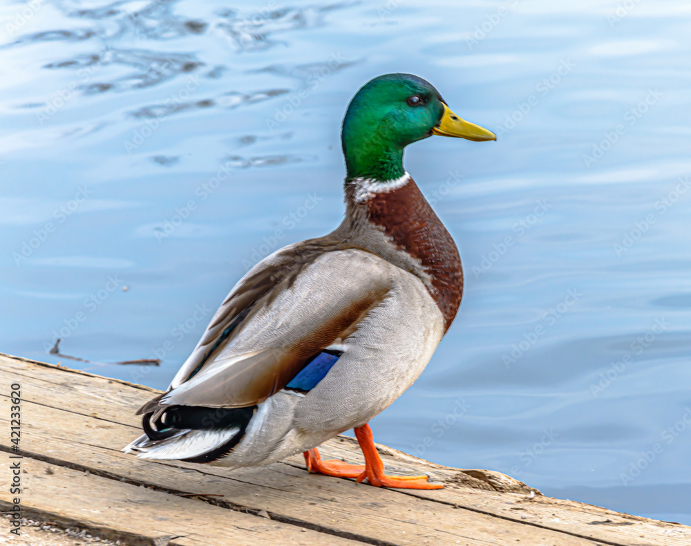 Fototapeta premium Duck near a lake