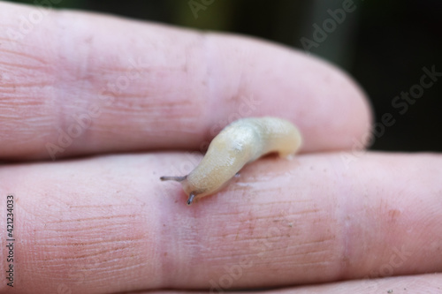 Slug on finger. Slime on finger. Closeup