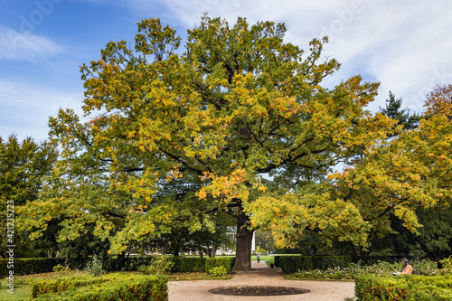 Large tree in Royal Baths Park, Lazienki Park, one of the most famous parks in Warsaw, Poland