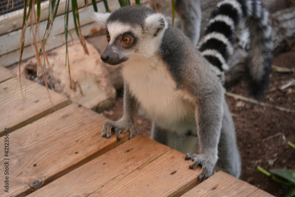 Obraz premium Lemur pushing against a wooden table in funny posture