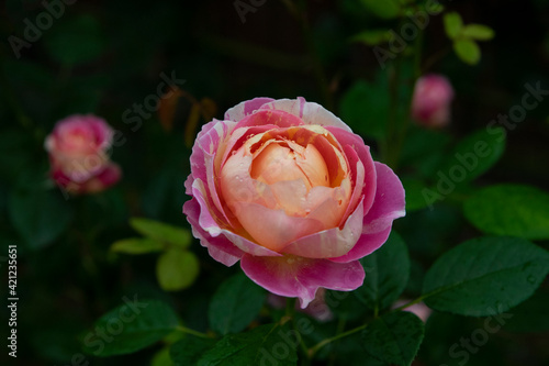 pink rose