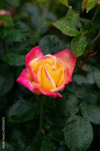 red rose with water drops